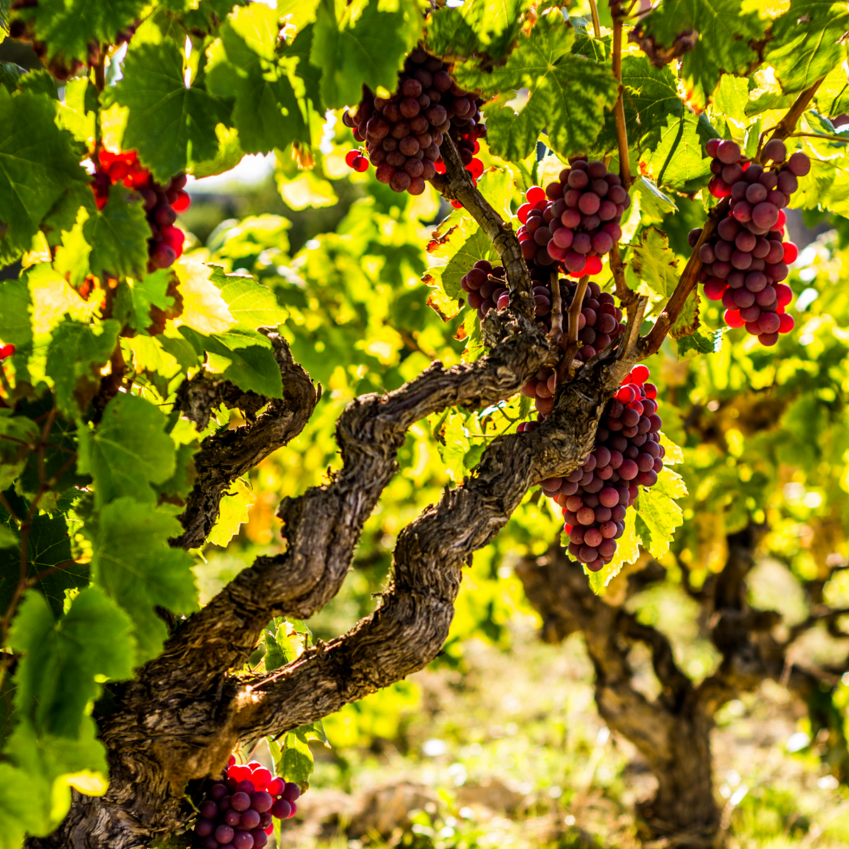 PLANT IN A BOX Vigne à raisin - Set de 3 - Vitis vinifera 'Pinot Gris' - Hauteur 25-40cm - ⌀9cm