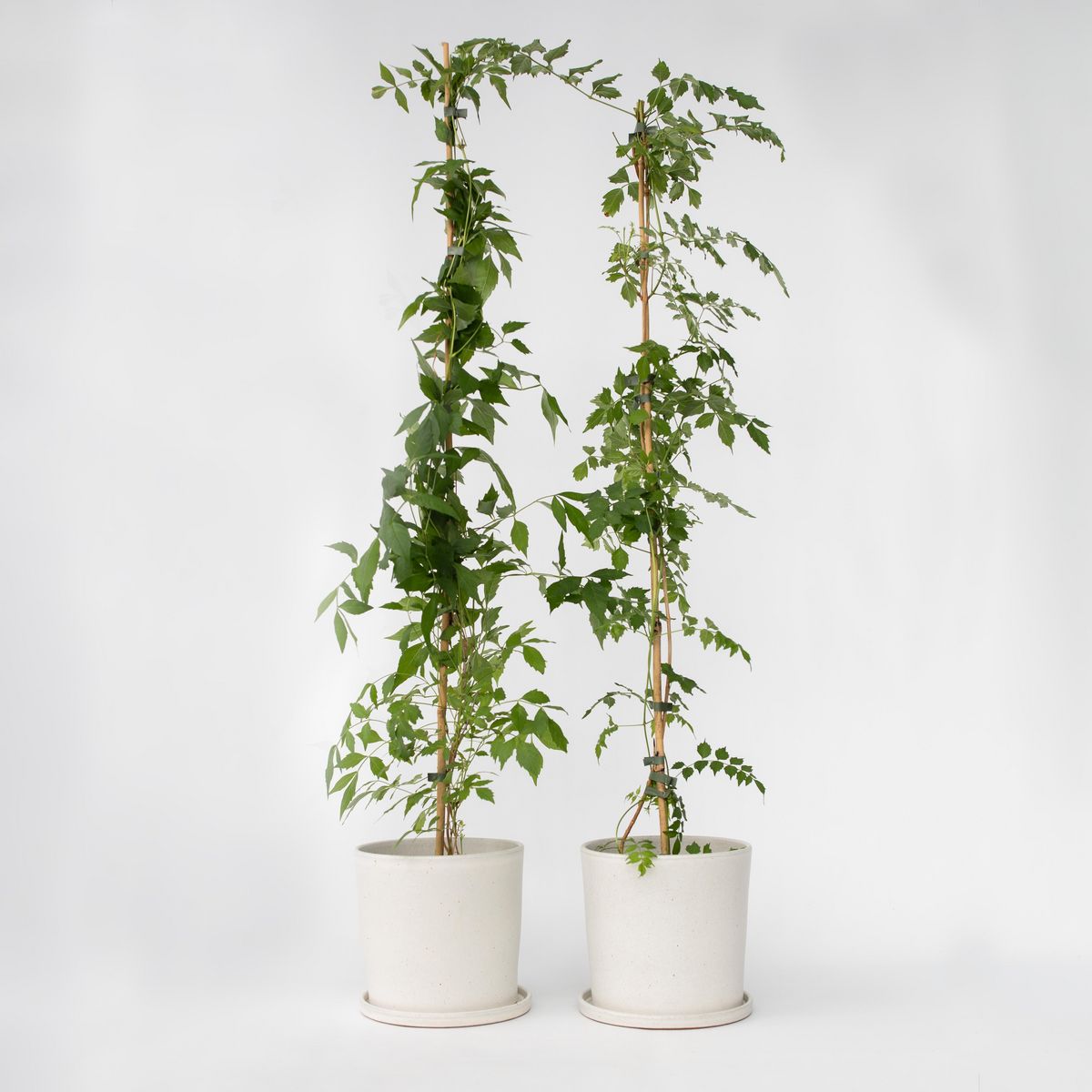 PLANT IN A BOX Bignone à trompettes - Set de 2 - Campis radicans 'Flava' - H110-120cm - ⌀17cm