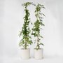Voir la diapositive 5 : PLANT IN A BOX Bignone à trompettes - Set de 2 - Campis radicans 'Flava' - H110-120cm - ⌀17cm