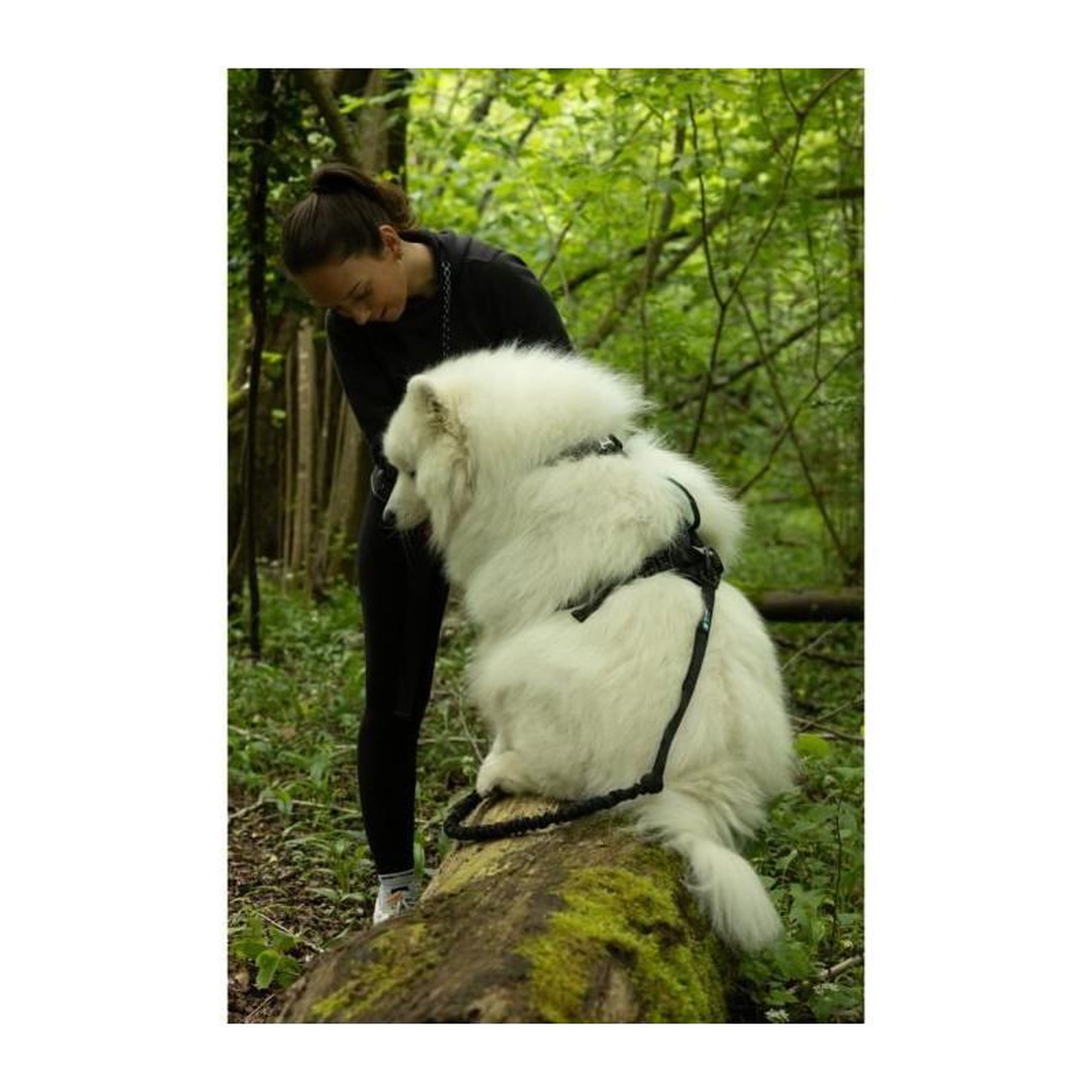 Voir la diapositive 5 : Harnais pour chien - SYMBIOZ - S - Noir / Bleu