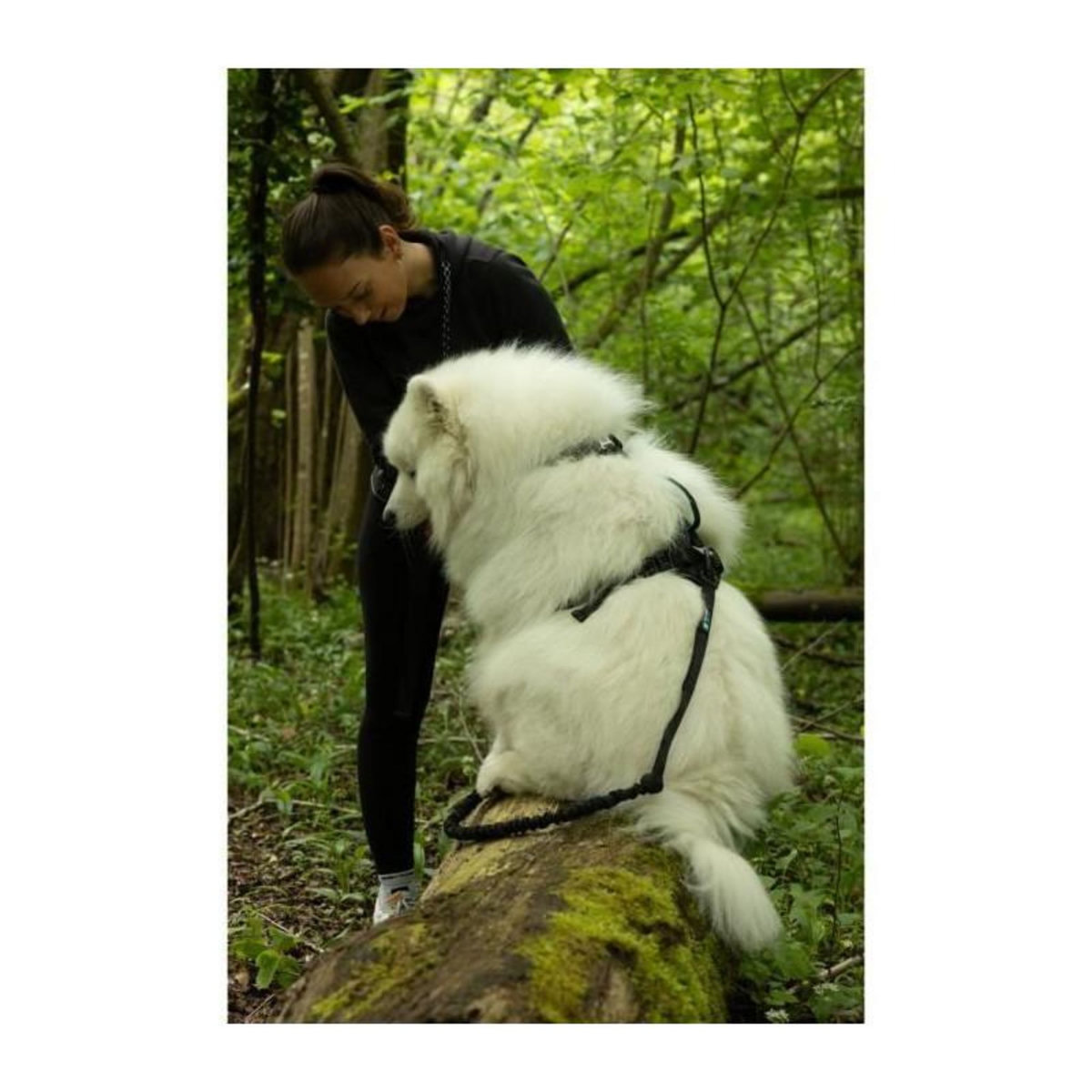 Harnais pour chien - SYMBIOZ - S - Noir / Bleu