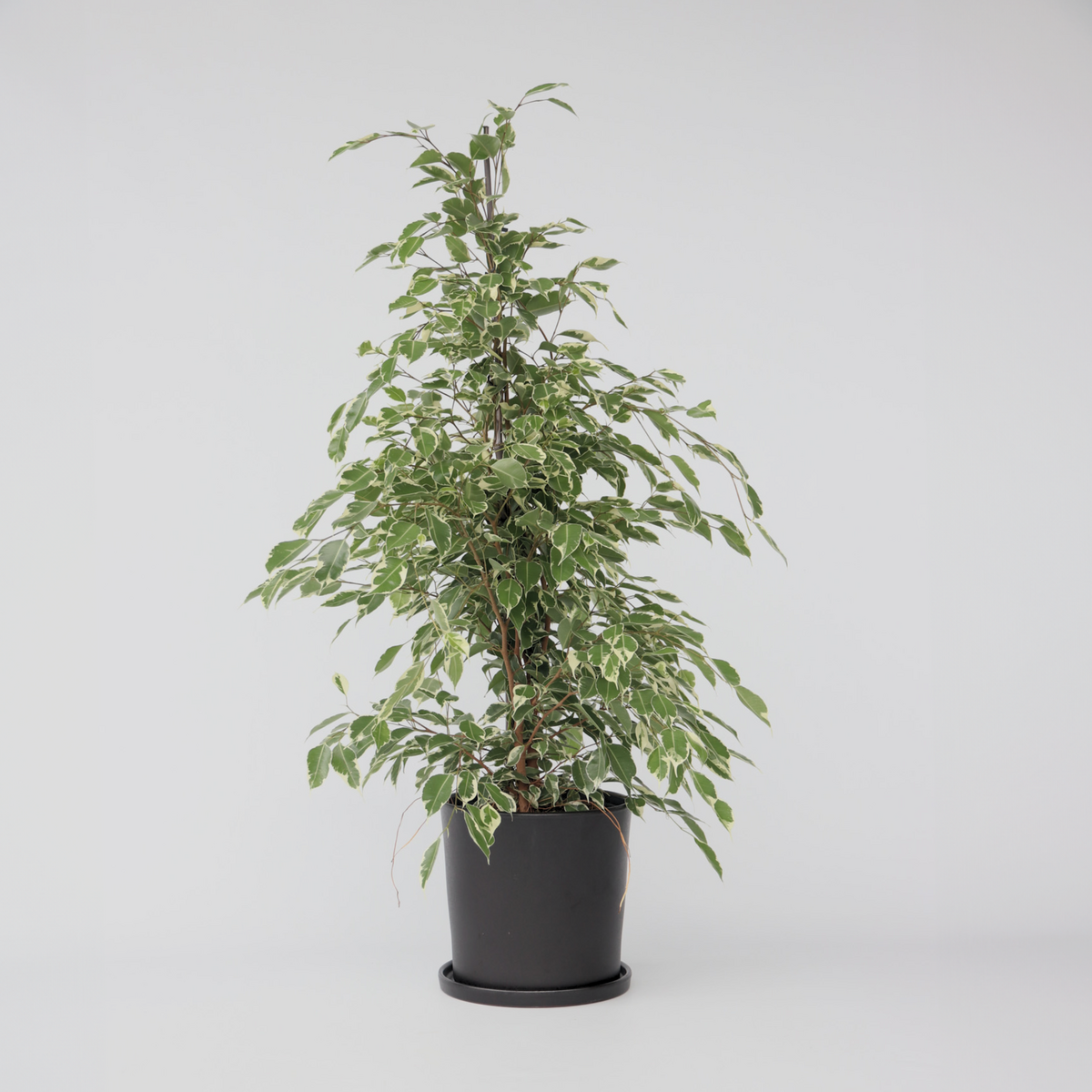 PLANT IN A BOX Ficus pleureur - Ficus Benjamina 'Twilight' - Hauteur 100-110cm - ⌀21cm