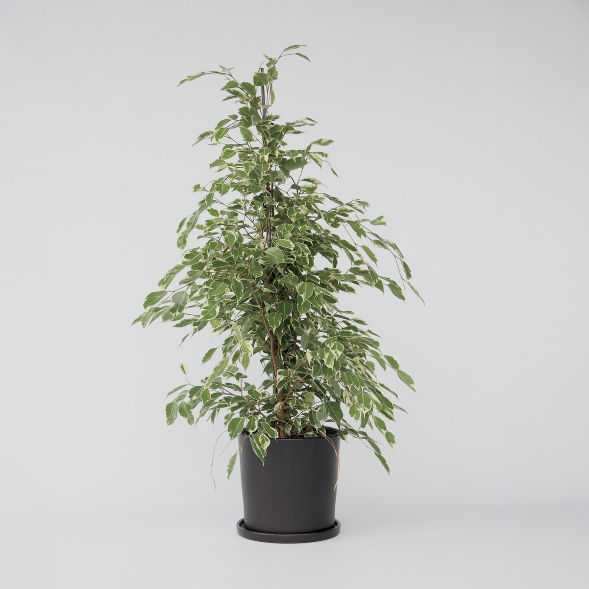 PLANT IN A BOX Ficus pleureur - Ficus Benjamina 'Twilight' - Hauteur 100-110cm - ⌀21cm
