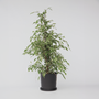 Voir la diapositive 6 : PLANT IN A BOX Ficus pleureur - Ficus Benjamina 'Twilight' - Hauteur 100-110cm - ⌀21cm