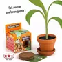  Kit de jardinage : Graines de bananier à faire pousser
