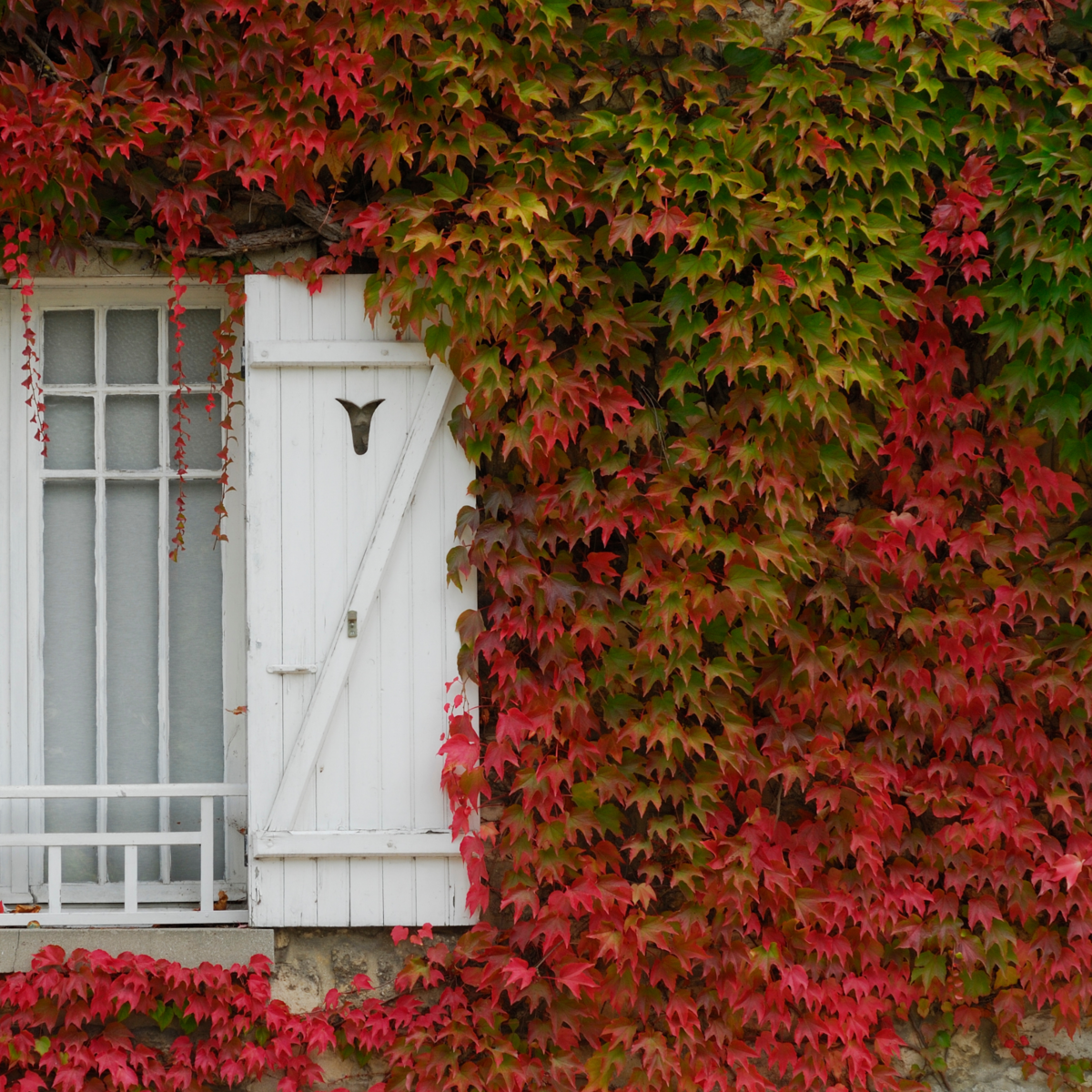 PLANT IN A BOX Vigne vierge - Set de 6 - Parthenocissus quinquefolia - Hauteur 25-40cm - ⌀9cm