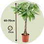Voir la diapositive 2 : PLANT IN A BOX Arbre à argent - Pachira aquatica - Hauteur 60-70cm - ⌀17cm