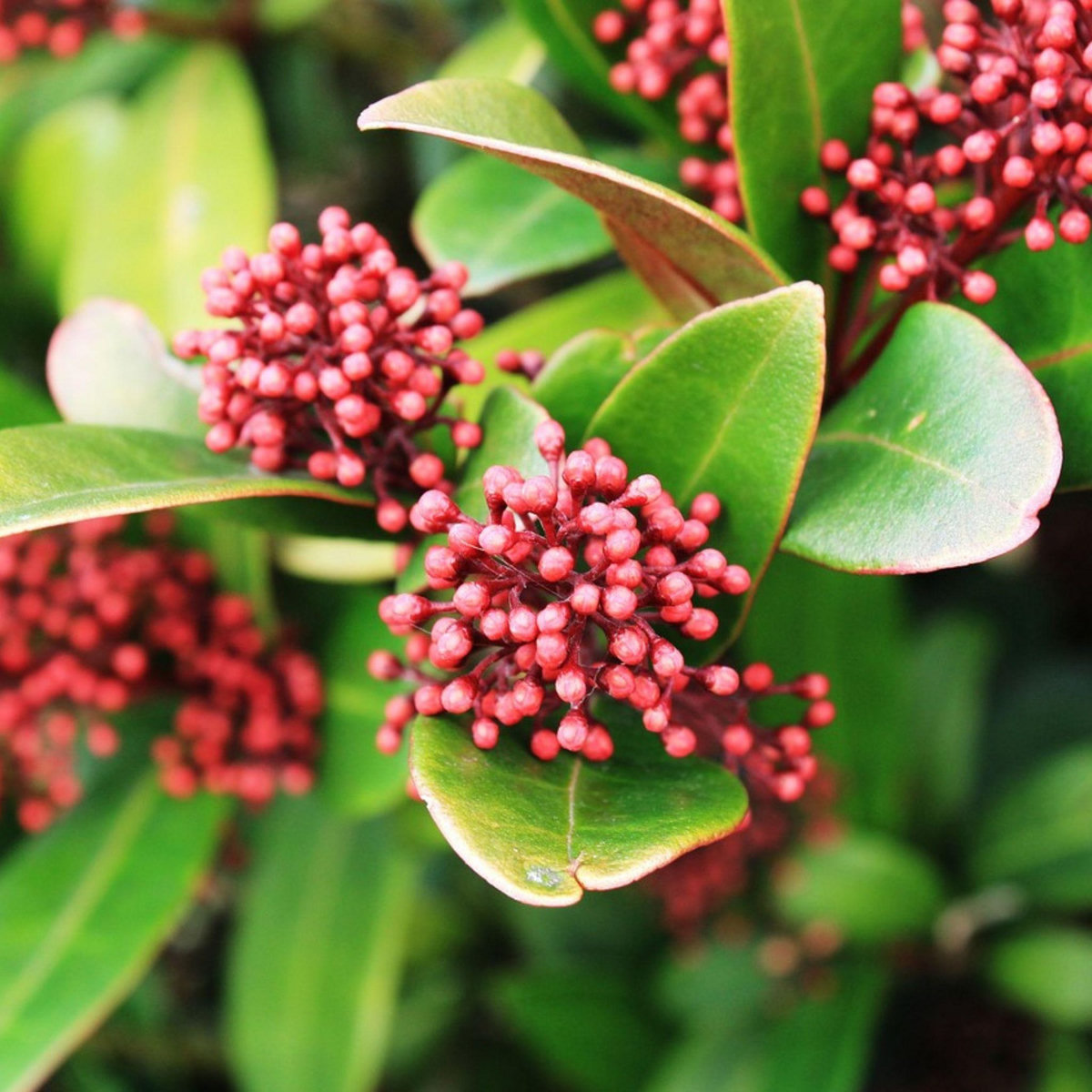 PLANT IN A BOX Arbuste à fleurs - Set de 2 - Skimmia japonica 'Rubella' - H35-45cm - ⌀15cm
