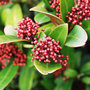 Voir la diapositive 4 : PLANT IN A BOX Arbuste à fleurs - Set de 2 - Skimmia japonica 'Rubella' - H35-45cm - ⌀15cm