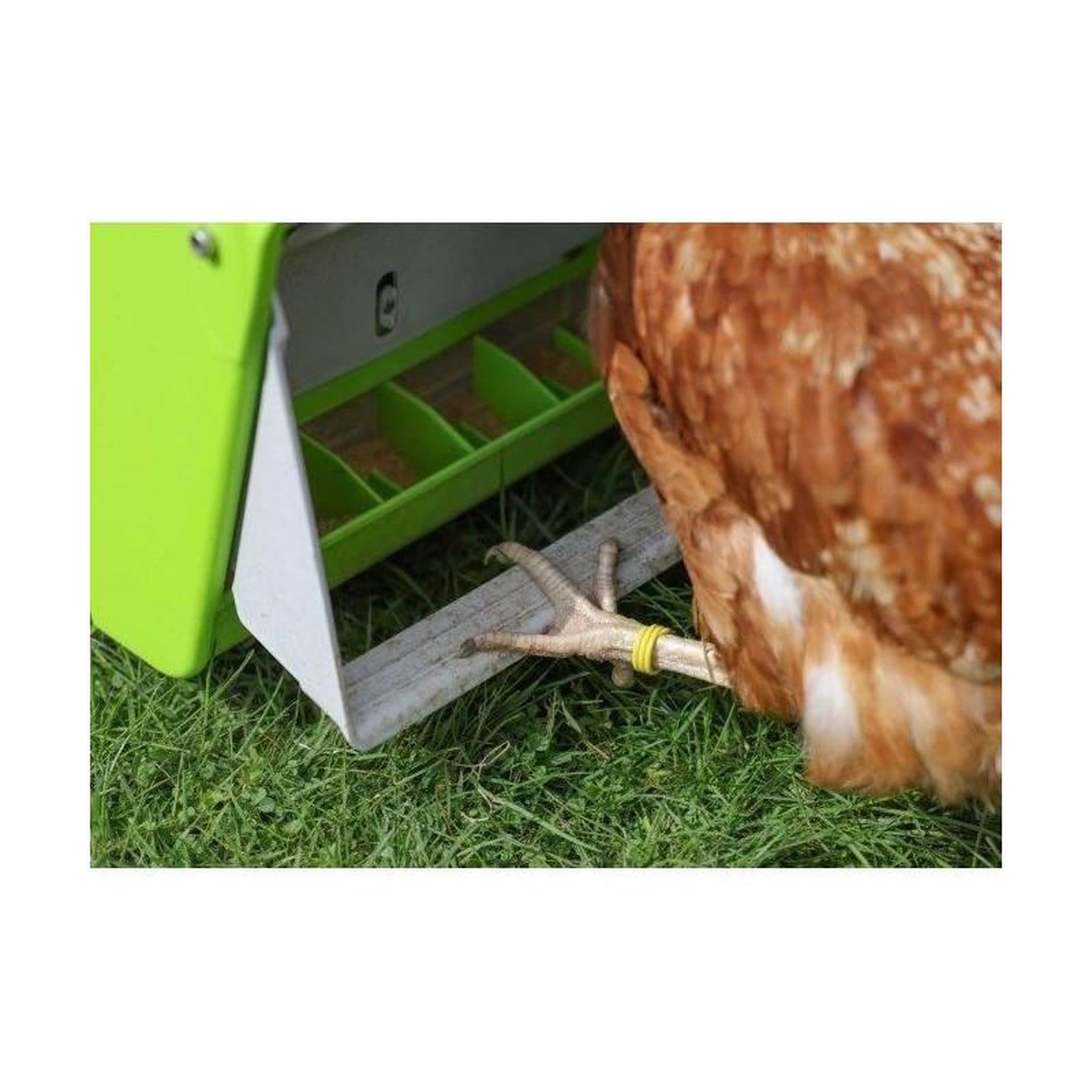 Voir la diapositive 6 : KERBL Nourrisseur automatique - KERBL - SmartCoop - Volet de protection - 7,5 kg - Vert