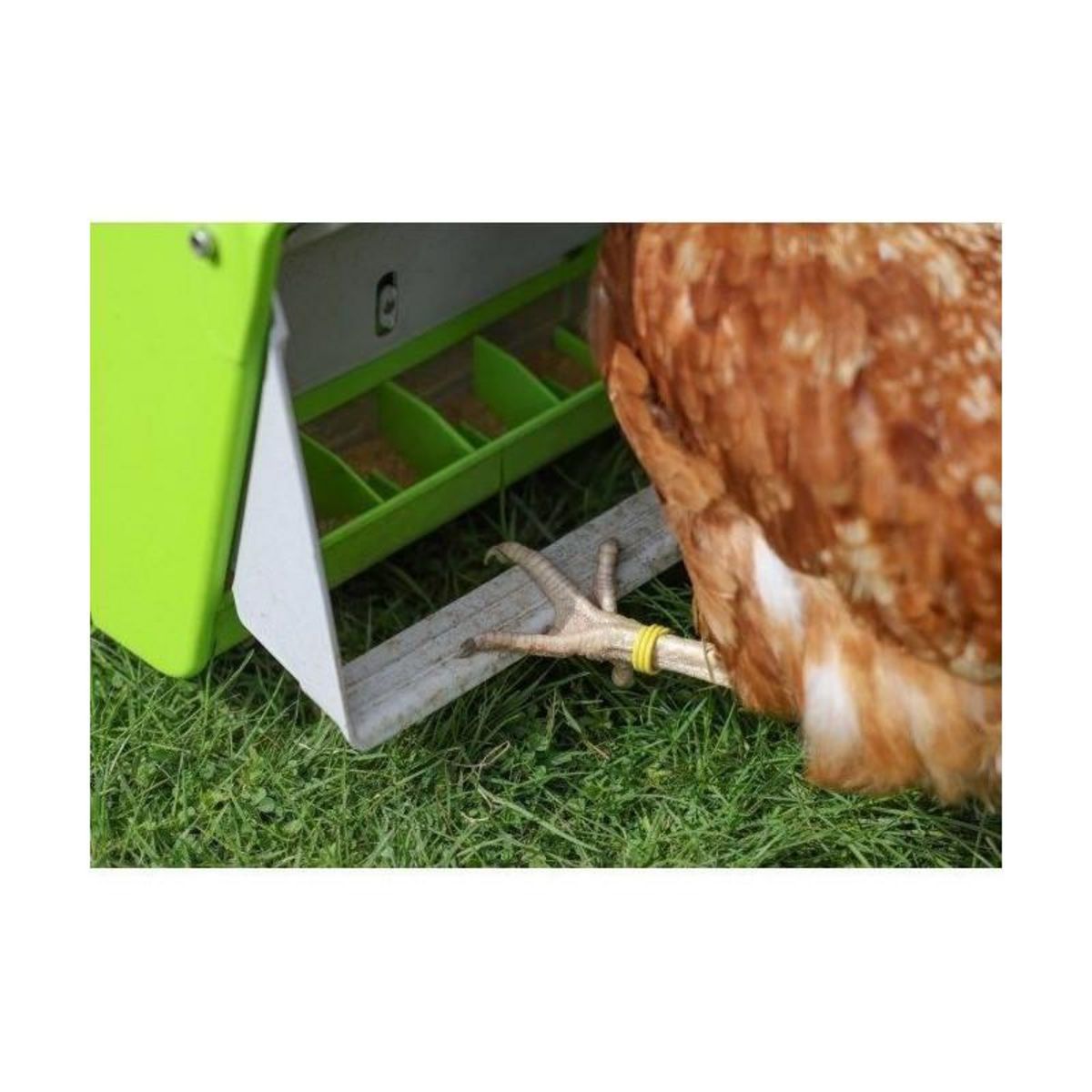 KERBL Nourrisseur automatique - KERBL - SmartCoop - Volet de protection - 7,5 kg - Vert