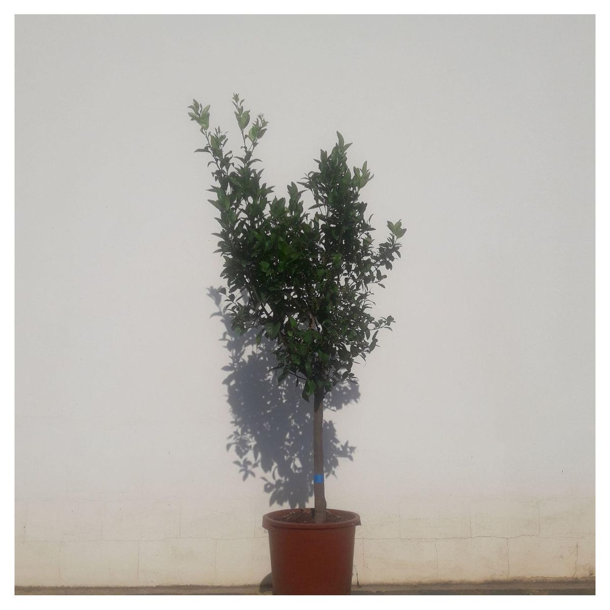 Citronnier Pot 30L Haut. 150/175cm 