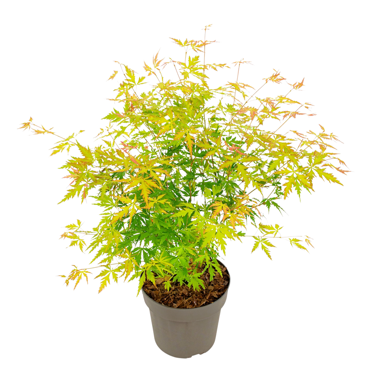 PLANT IN A BOX Érable du Japon - Acer palmatum 'Orange Lace' - Hauteur 60-70cm - ⌀19cm