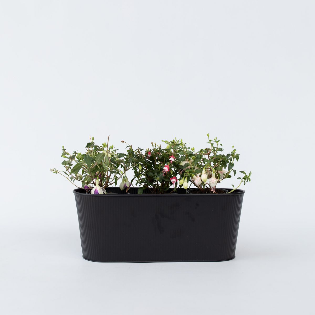 PLANT IN A BOX Fuchsia pleureur - Set de 6 - Fuchsia magellanica - Hauteur 10-20cm - ⌀9cm