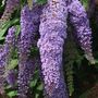 Voir la diapositive 3 : PLANT IN A BOX Arbre à papillons - Set de 6 - Buddleja davidii - Hauteur 25-40cm - ⌀9cm
