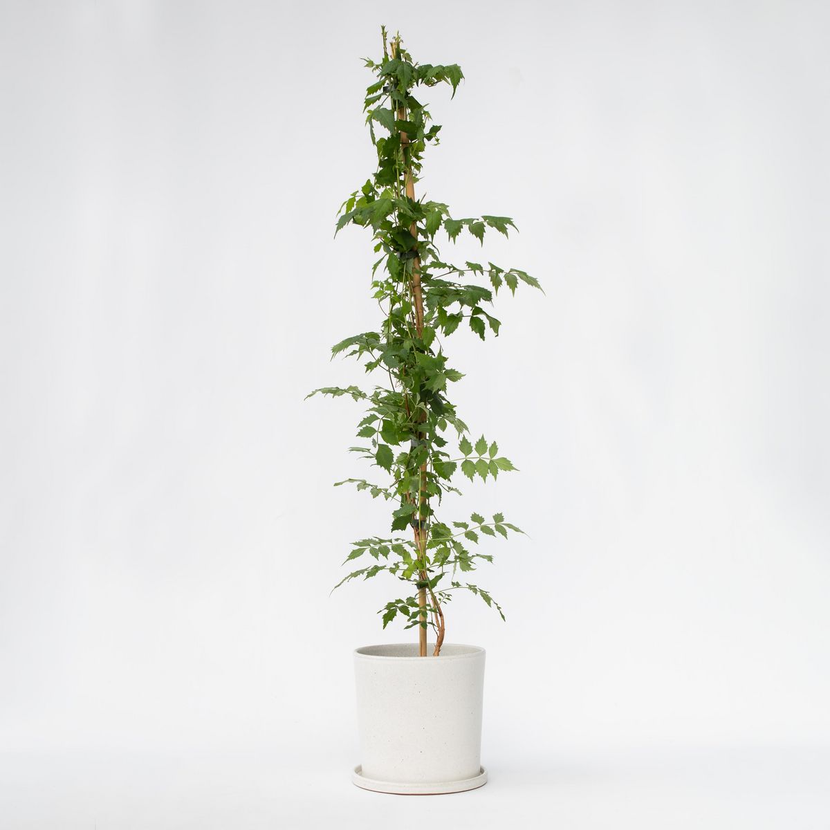 PLANT IN A BOX Bignone à trompettes - Campsis taglibuana 'Mme Galen' - H110-120cm - ⌀17cm