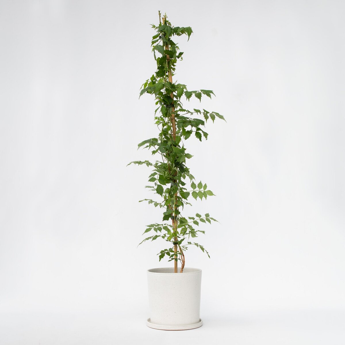 PLANT IN A BOX Bignone à trompettes - Campsis taglibuana 'Mme Galen' - H110-120cm - ⌀17cm