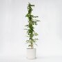 Voir la diapositive 5 : PLANT IN A BOX Bignone à trompettes - Campsis taglibuana 'Mme Galen' - H110-120cm - ⌀17cm