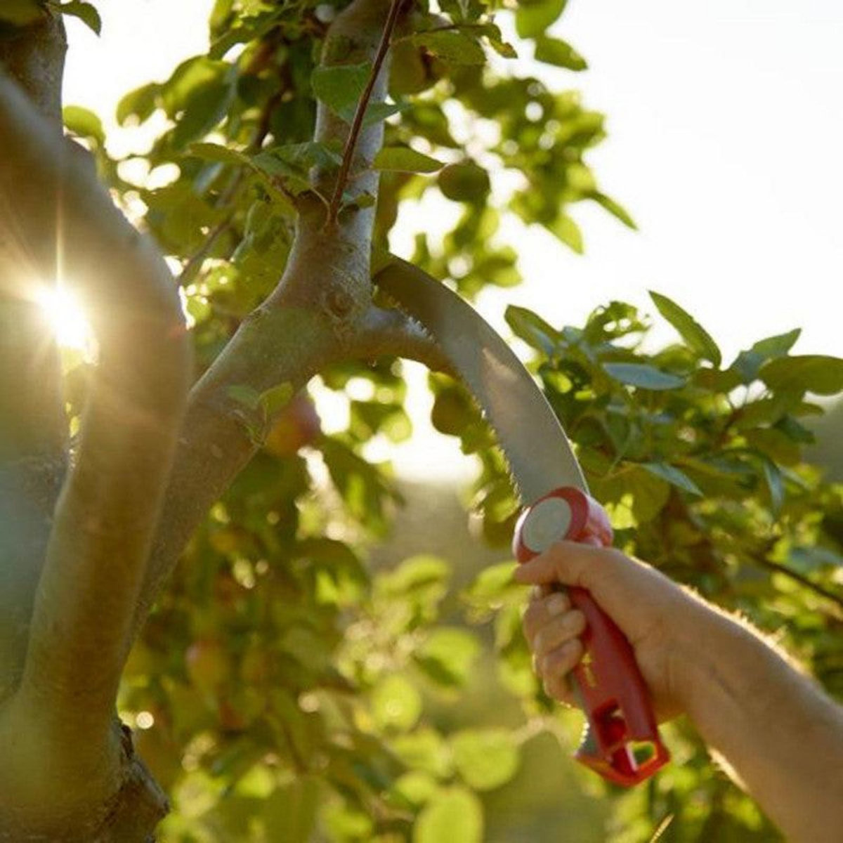 Outils Wolf Scie à main OUTILS WOLF Multistar, lame 370 mm