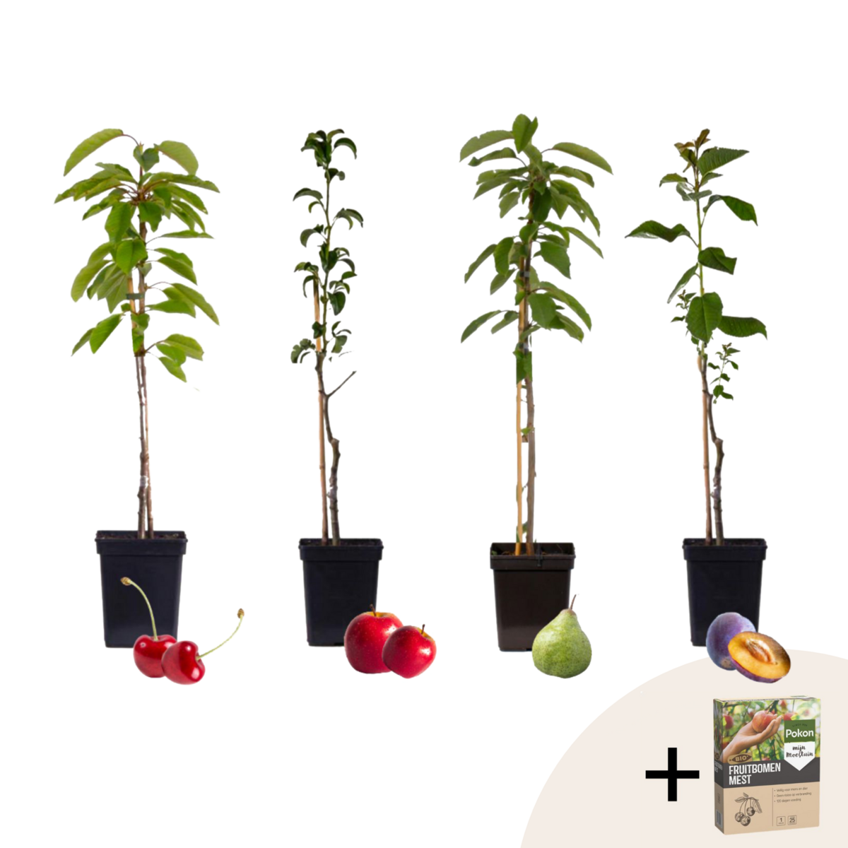 PLANT IN A BOX Mélange d'arbres fruitiers - Set de 4 - Malus, Pryus, Prunus - H60-70cm - ⌀9cm