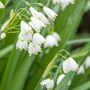 Voir la diapositive 3 : PLANT IN A BOX Nivéole d'été - Set de 20 - Leucojum aestivum - Bulbes à fleurs - Blanc