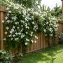 Voir la diapositive 5 : PLANT IN A BOX Jasmin étoilé - Trachelospermum jasminoides - Hauteur 110-120cm - ⌀17cm