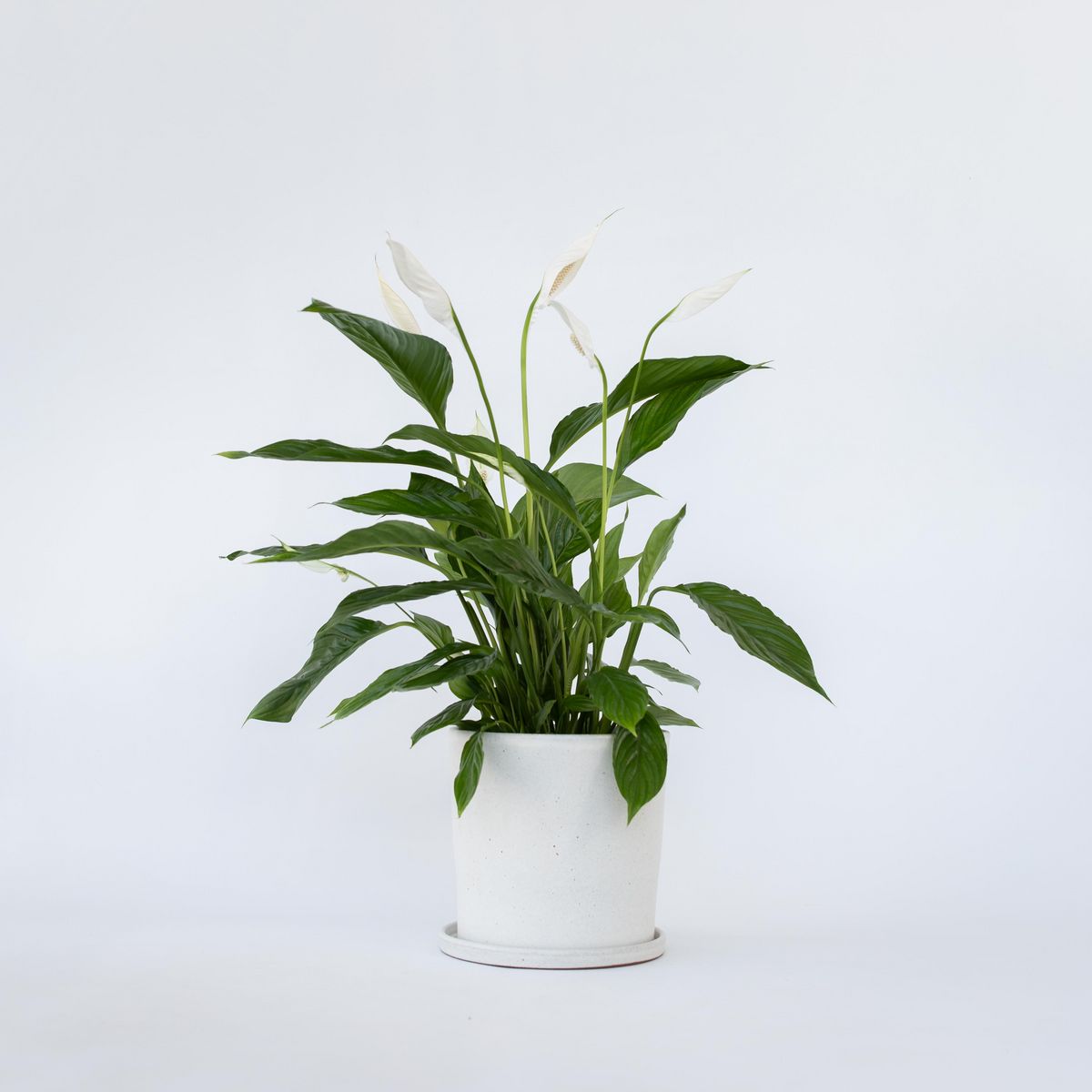 PLANT IN A BOX Fleur de lune - Spathiphyllum 'Lima' - Hauteur 60-75cm - ⌀17cm