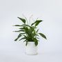 Voir la diapositive 6 : PLANT IN A BOX Fleur de lune - Spathiphyllum 'Lima' - Hauteur 60-75cm - ⌀17cm