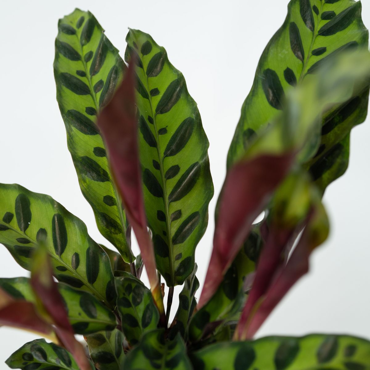 PLANT IN A BOX Calathea ornata - Goeppertia insignis - Hauteur 30-40cm - ⌀12cm