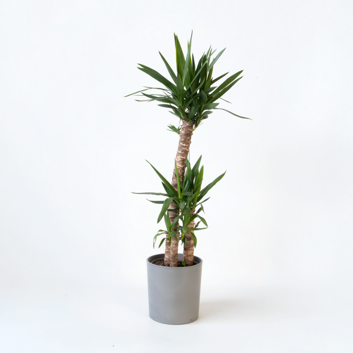 PLANT IN A BOX Pied d'éléphant - Yucca elephantipes - Hauteur 130-140cm - ⌀24cm