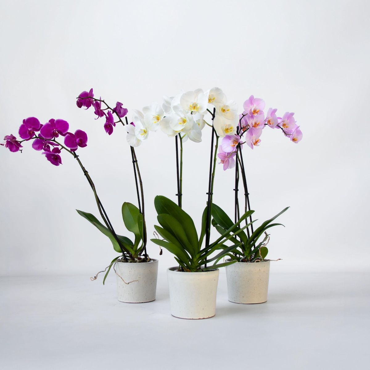 PLANT IN A BOX Orchidée papillon - Lot de 3 - Phalaenopsis - Hauteur 50-60cm - ⌀12cm