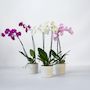 Voir la diapositive 5 : PLANT IN A BOX Orchidée papillon - Lot de 3 - Phalaenopsis - Hauteur 50-60cm - ⌀12cm