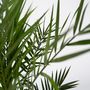 Voir la diapositive 3 : PLANT IN A BOX Palmier Dattier des Canaries - Set de 4 - Phoenix canariensis - H50-60cm - ⌀15cm