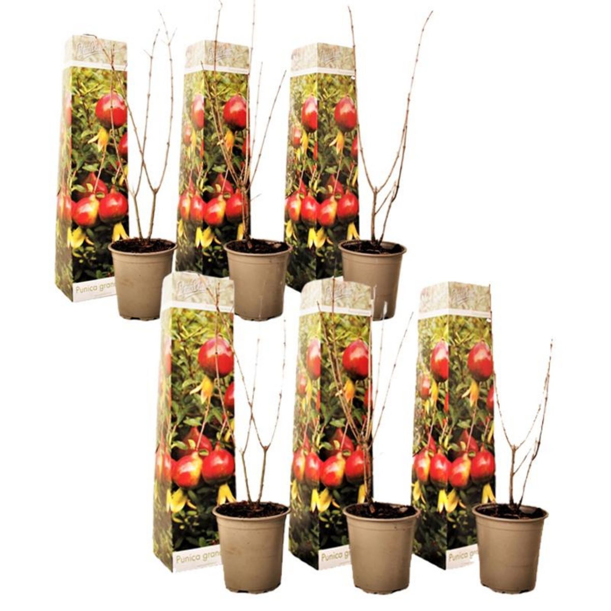 PLANT IN A BOX Grenadier - Set de 6 - Punica granatum - Hauteur 25-40cm - ⌀9cm