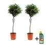 Voir la diapositive 1 : PLANT IN A BOX Olivier - Set de 2 - Olea europaea - Hauteur 90-100cm - ⌀21cm