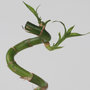 Voir la diapositive 3 : PLANT IN A BOX Lucky Bamboo - Set de 12 - Dracaena sanderiana - Hauteur 40-50cm - ⌀2cm