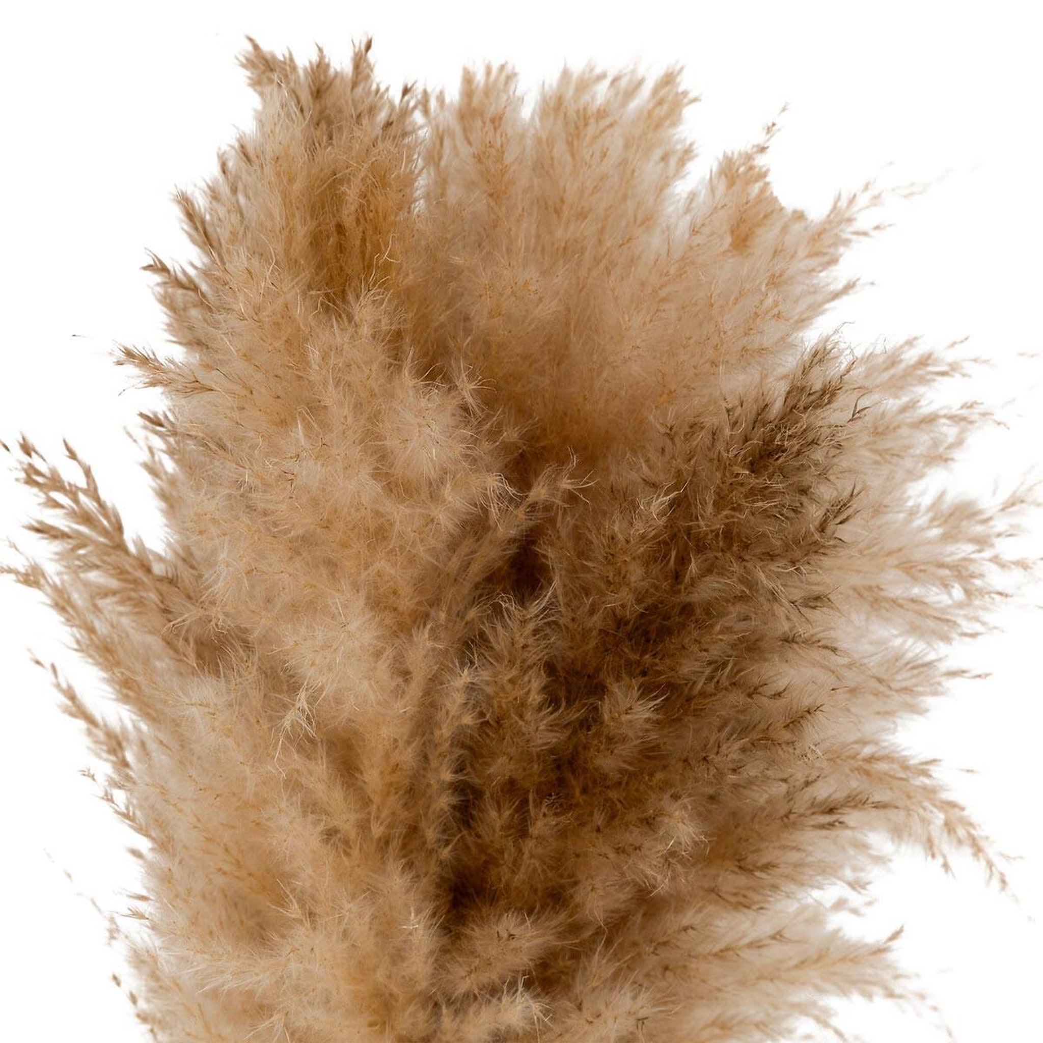 Voir la diapositive 3 : ATMOSPHERA Composition pampa artificielle  glen  42cm blanc