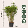 Voir la diapositive 2 : PLANT IN A BOX Bambou non-traçant - Set de 6 - Fargesia nitida 'Gansu' - H50-70cm - ⌀17cm
