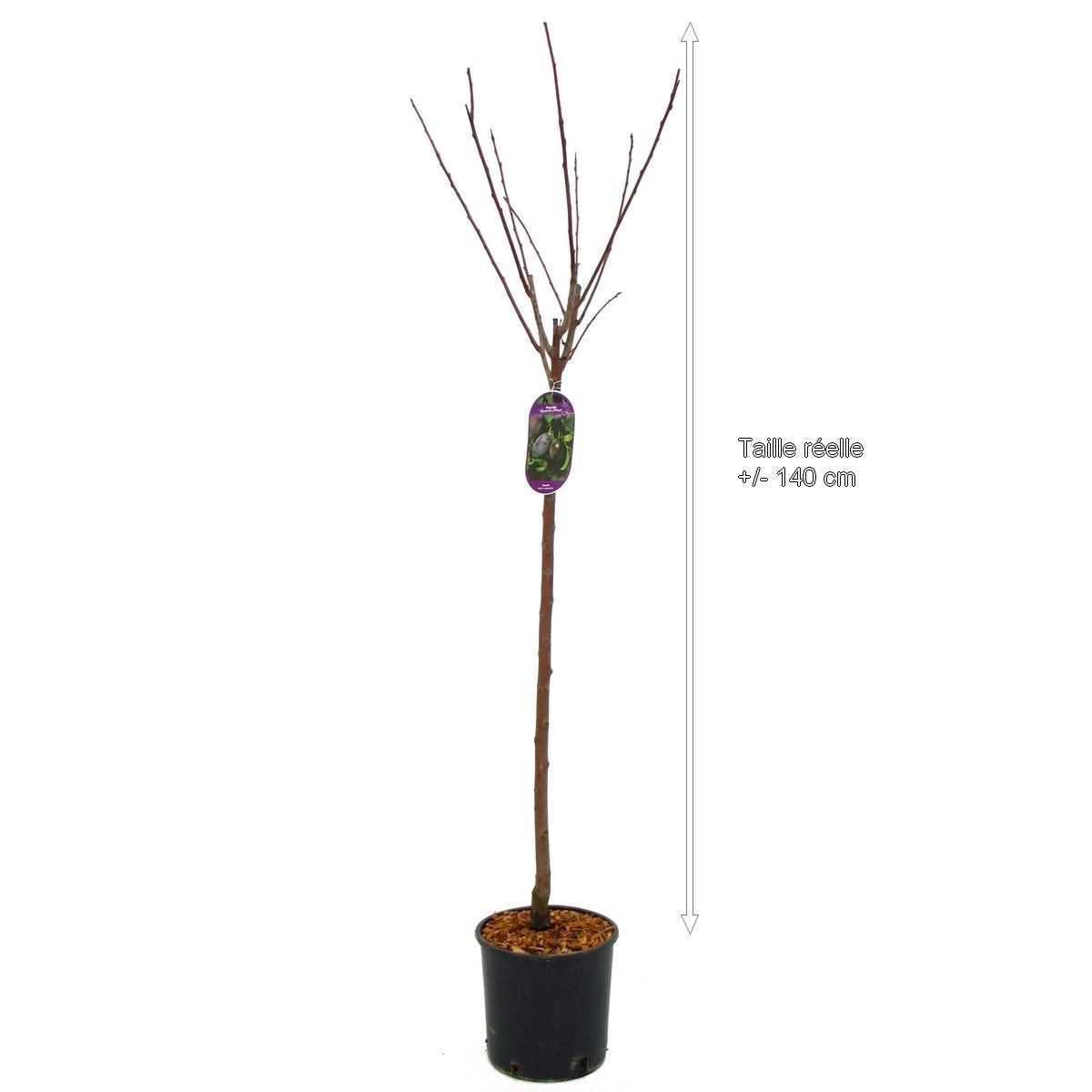 Prunier quetsche d'Alsace