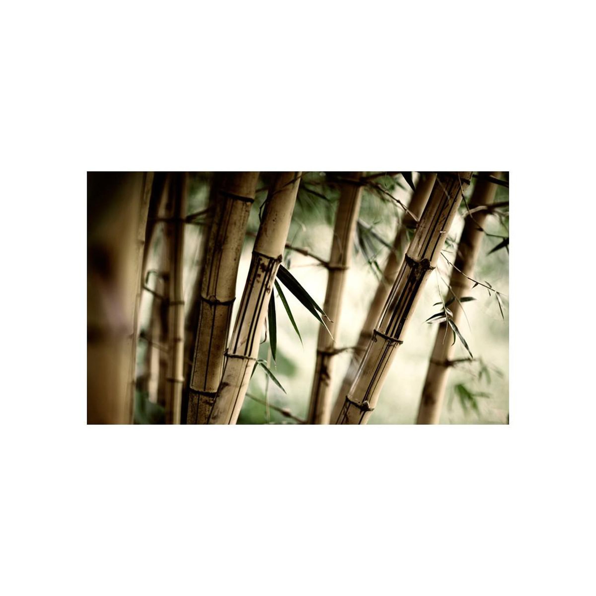 Voir la diapositive 2 : Paris Prix Papier peint  fog & bamboo forest ii  450x270cm
