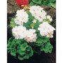 Collection de Géraniums : rouges, blancs, abricot - Les 6 pots / Ø 10.5cm - Willemse