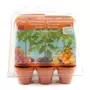  Kit de jardinage : Mini serre 6 pots avec Tomates bio