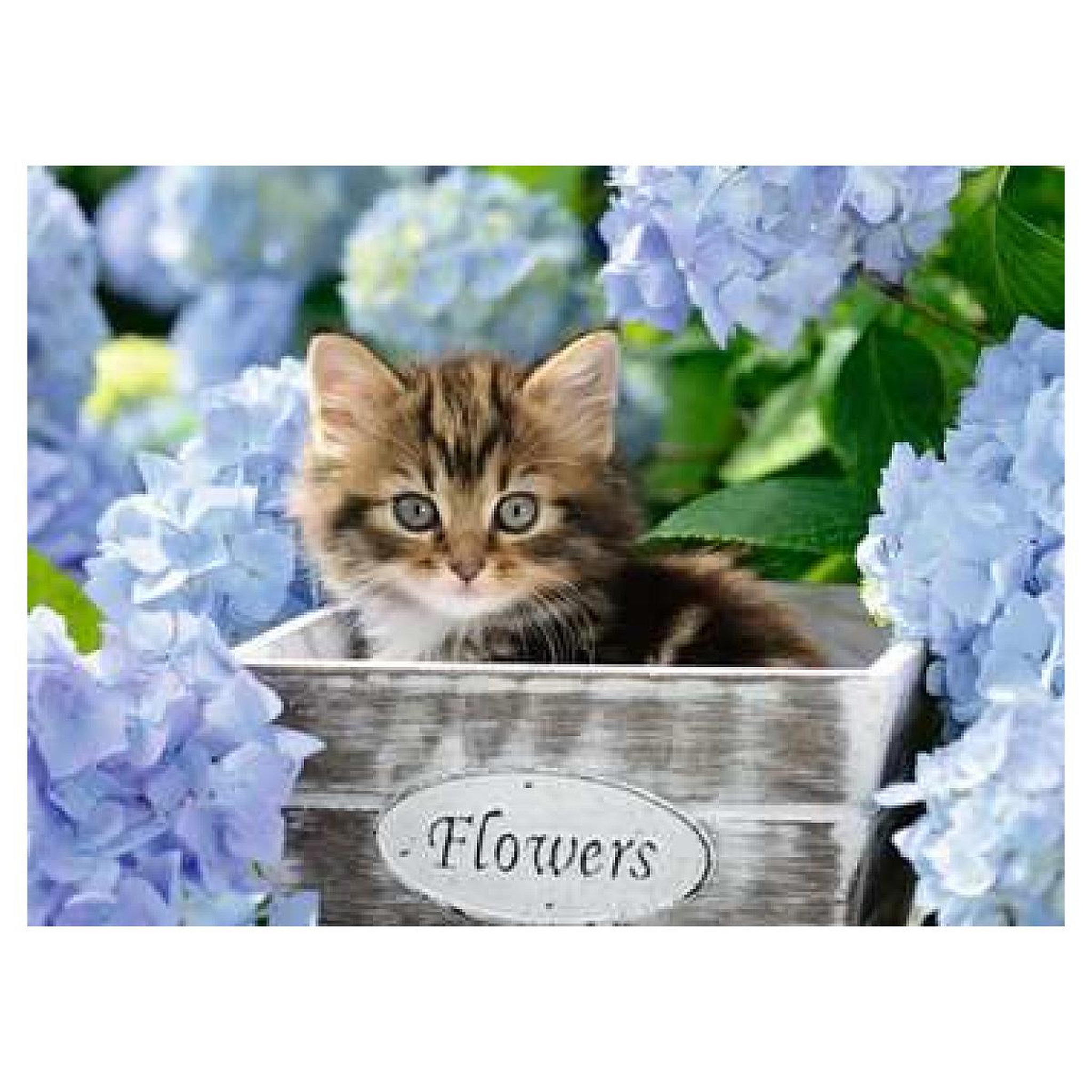 Voir la diapositive 2 : RAVENSBURGER Puzzle 300 p XXL - Petit chaton