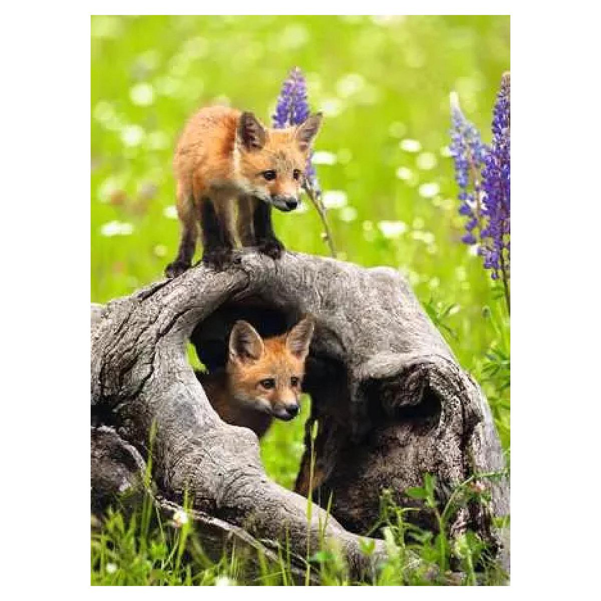Voir la diapositive 2 : RAVENSBURGER Puzzle XXL 300 pieces Mignons renard