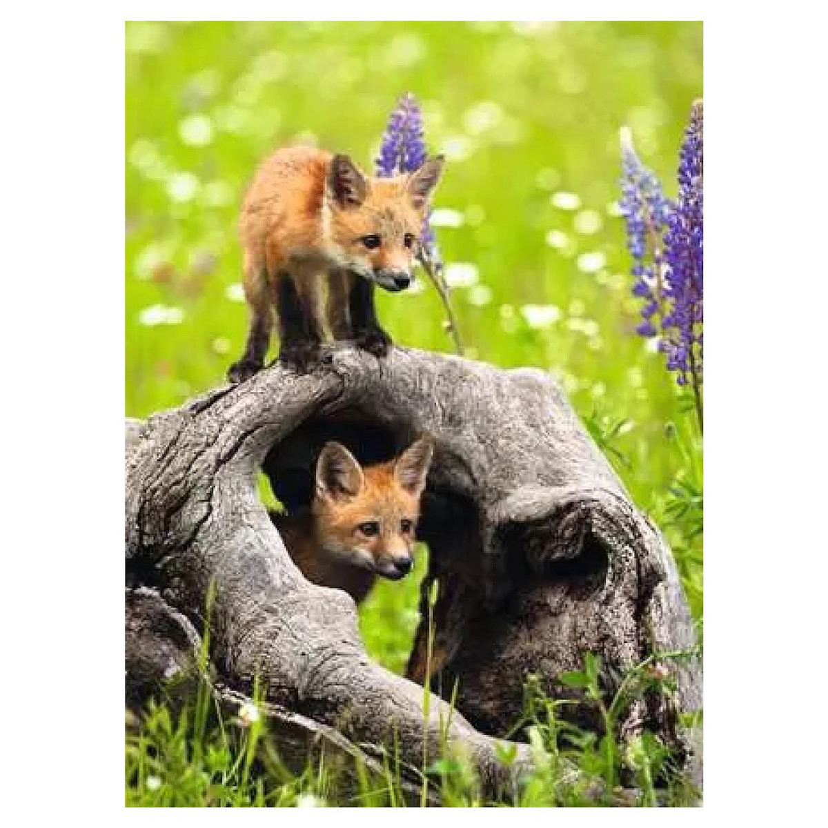 RAVENSBURGER Puzzle XXL 300 pieces Mignons renard