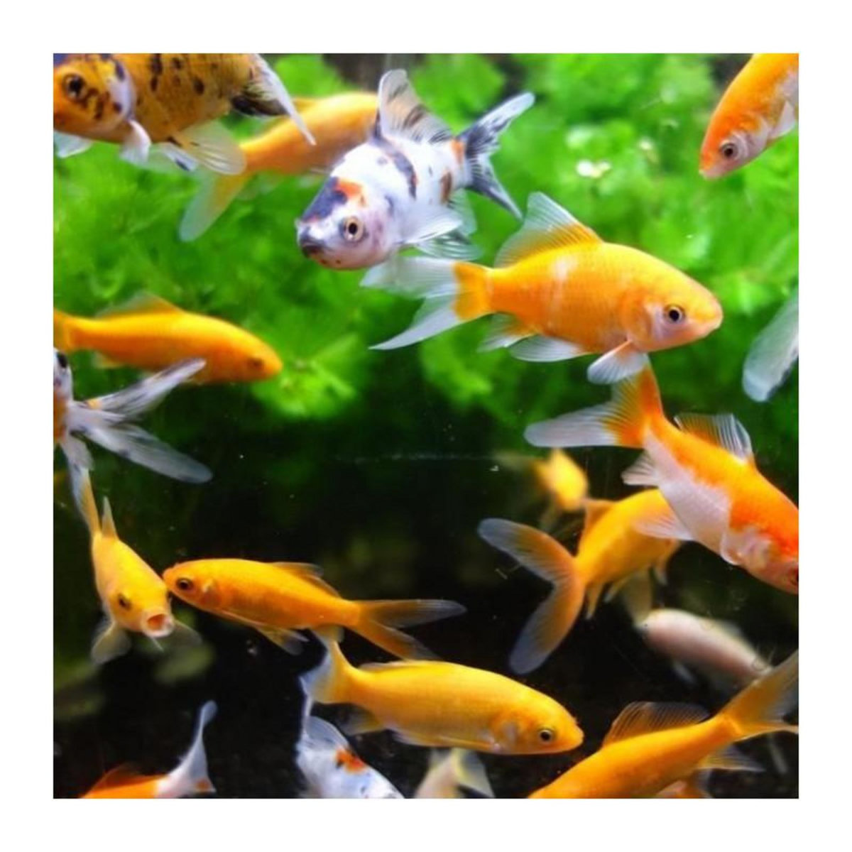 AIME Aimant Nettoie vitres - AIMÉ - 10cm