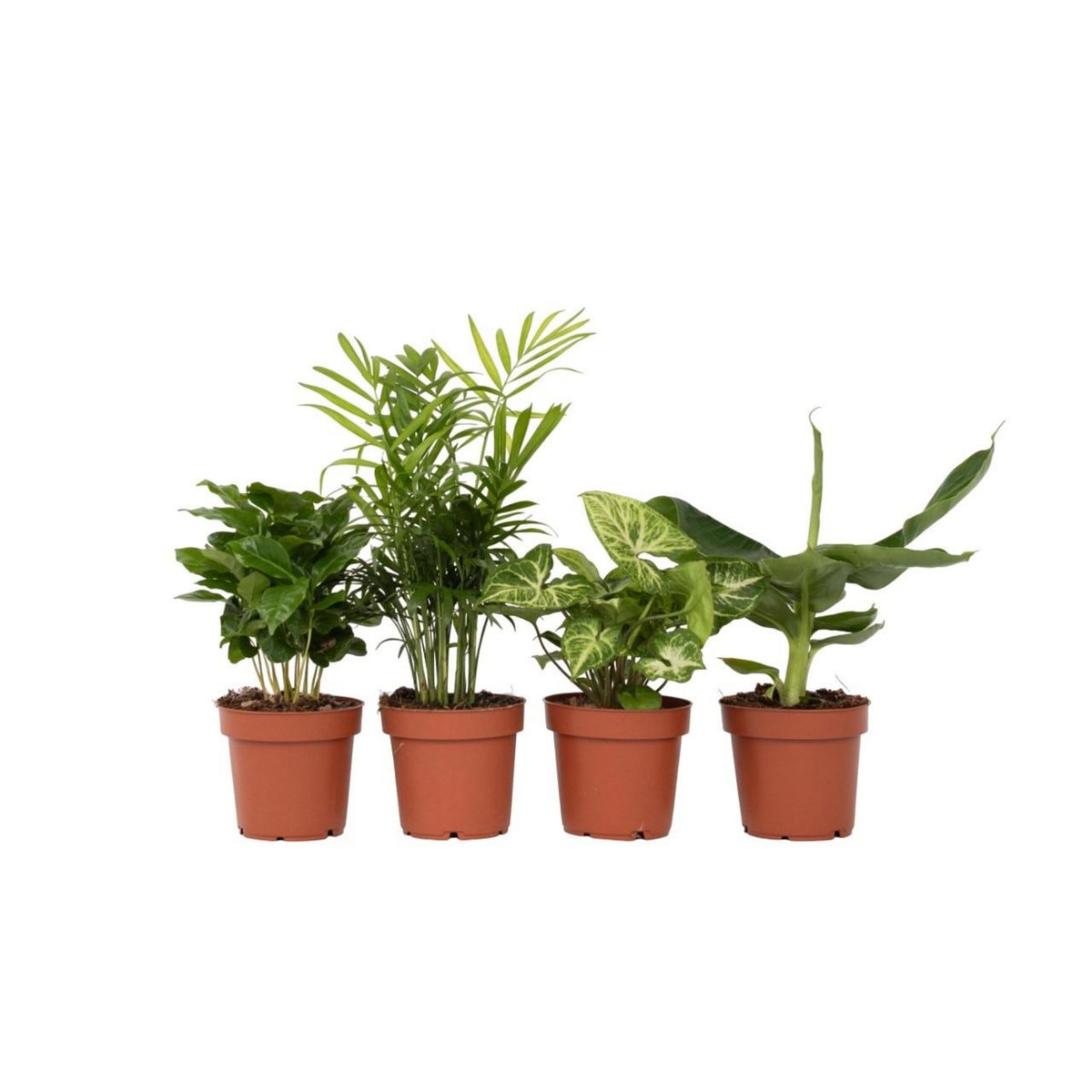 PLANT IN A BOX Mélang de plantes d'intérieur - Set de 4 - Hauteur 25-40cm - ⌀12cm