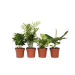PLANT IN A BOX Mélang de plantes d'intérieur - Set de 4 - Hauteur 25-40cm - ⌀12cm