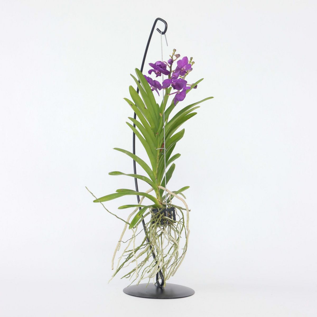 PLANT IN A BOX Orchidée - Vanda 'Blue' - Hauteur 45-55cm