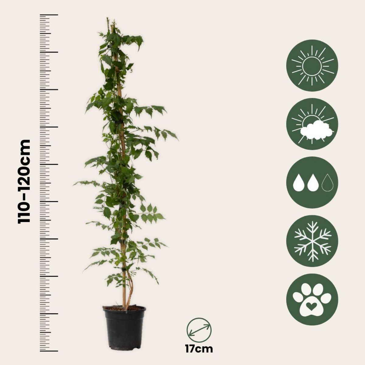 PLANT IN A BOX Bignone à trompettes - Campsis taglibuana 'Mme Galen' - H110-120cm - ⌀17cm